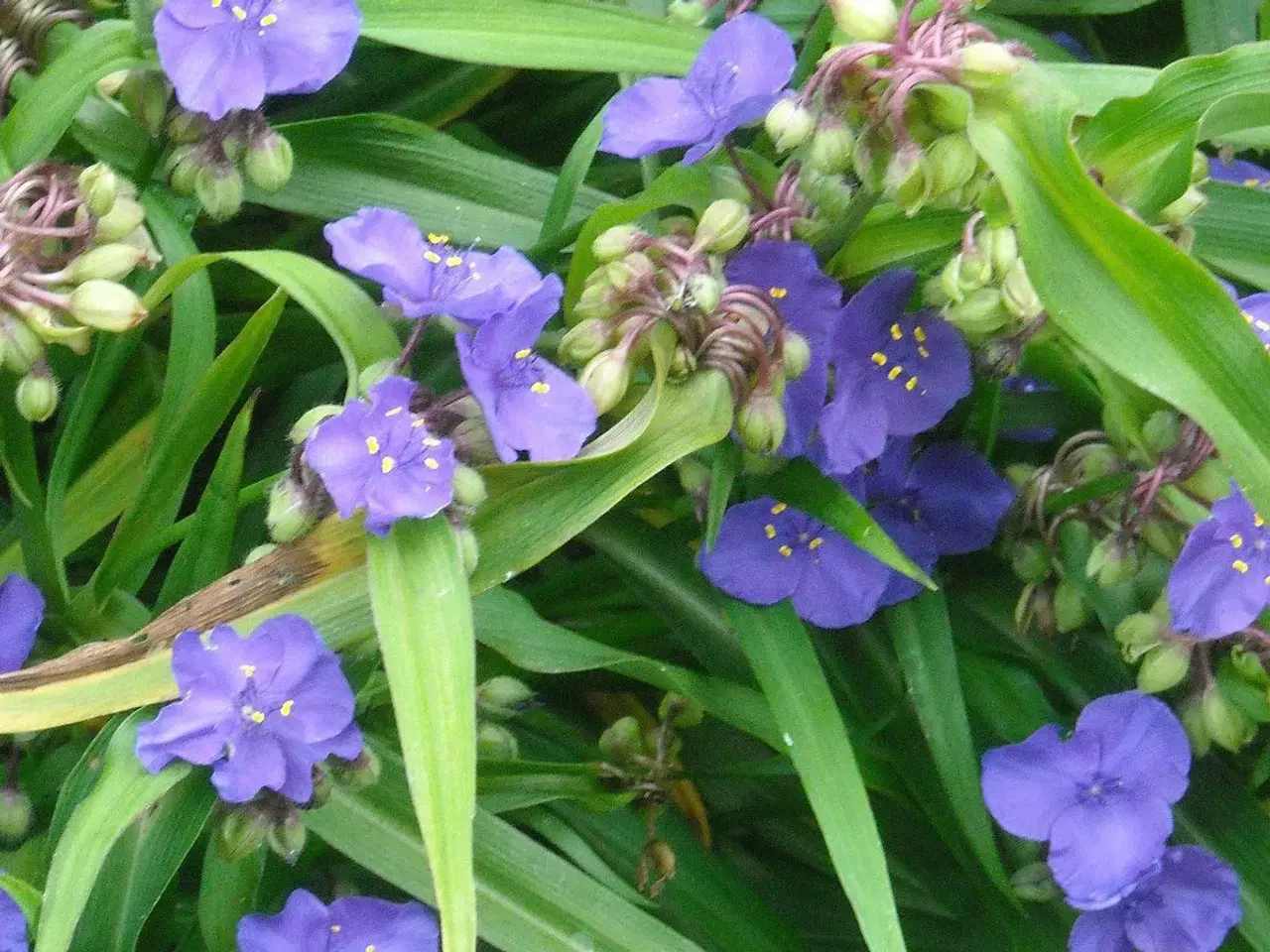 Billede 2 - Trekantblomst. Staude med blå- lilla blomster