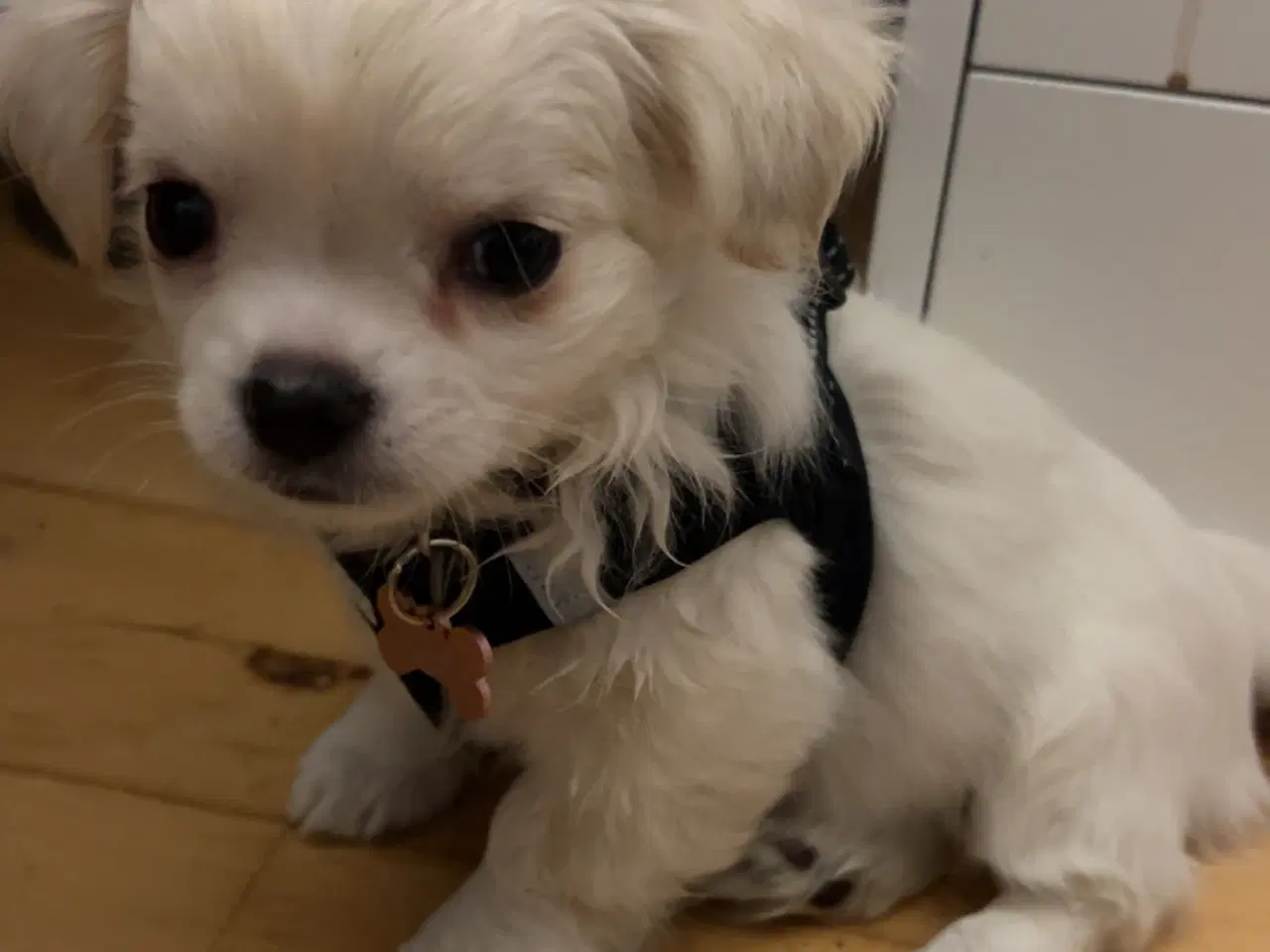 Billede 2 - Hundehvalp 12 uger 