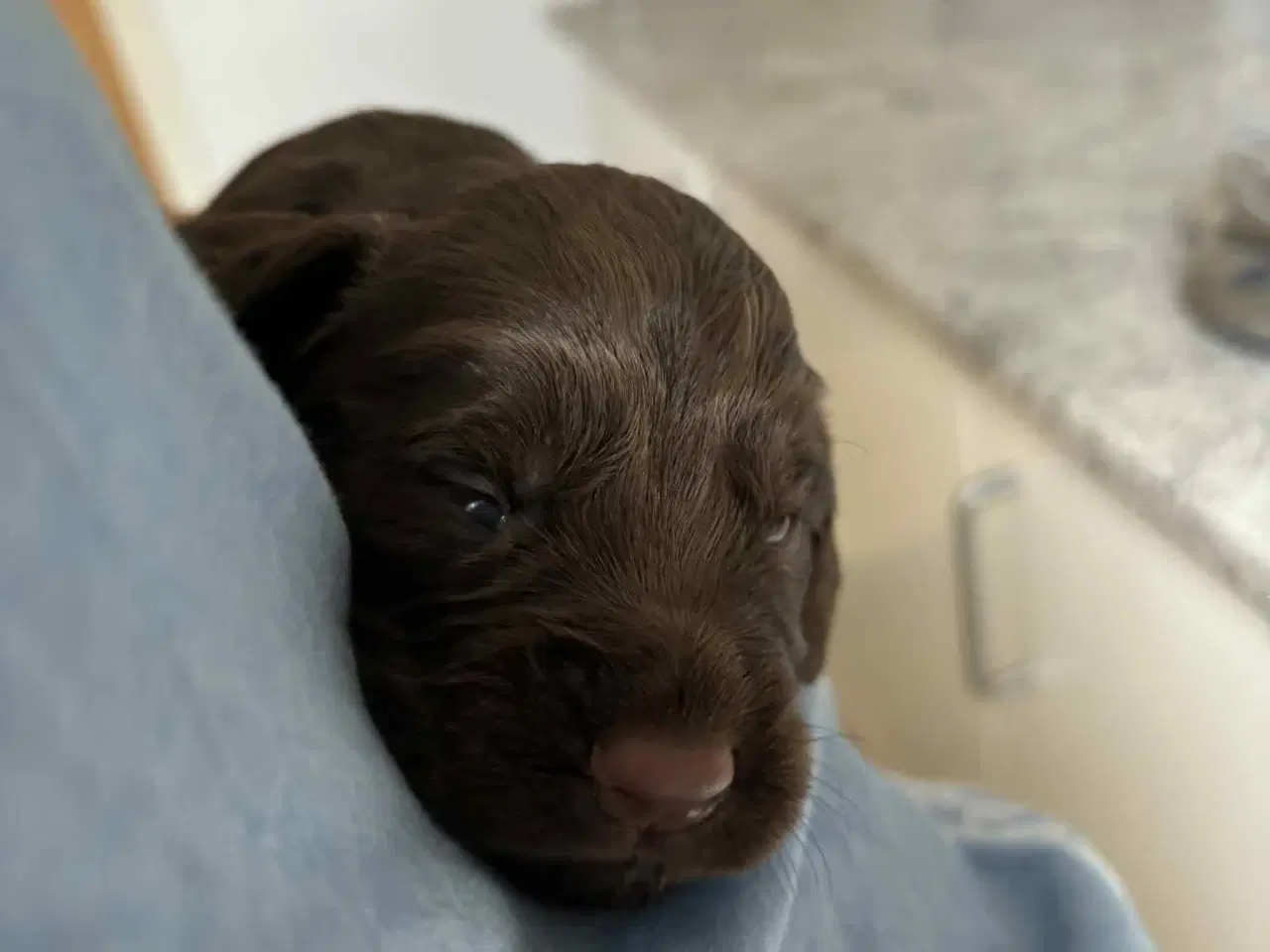 Billede 10 - Ft. Cocker spaniel hvalpe