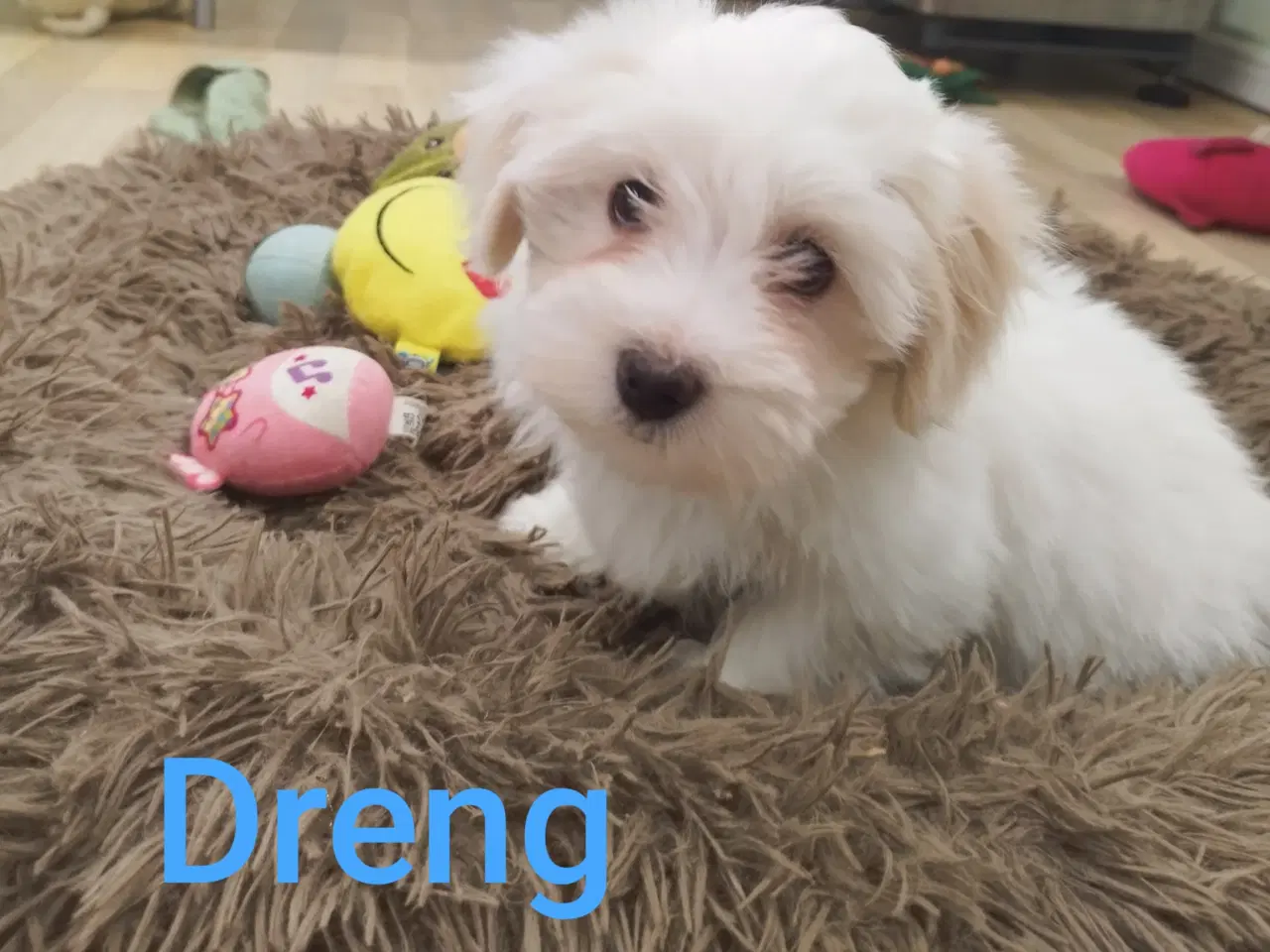 Billede 3 - Havanais hvalpe