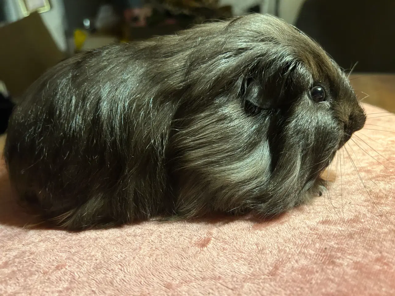 Billede 3 - Langhåret marsvin sheltie med stamtavle