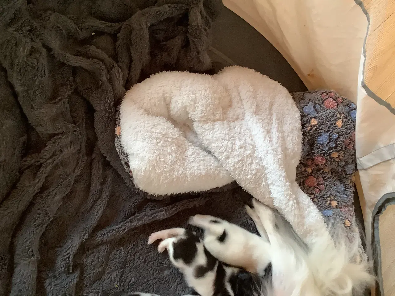 Billede 2 - Papillon hvalpe