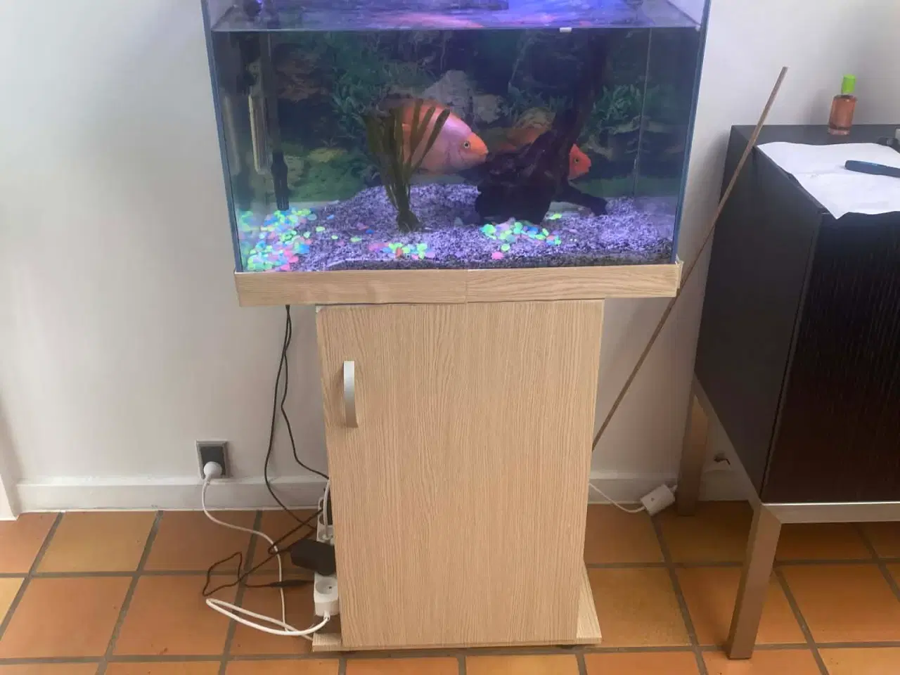 Billede 1 - papegøjefisk