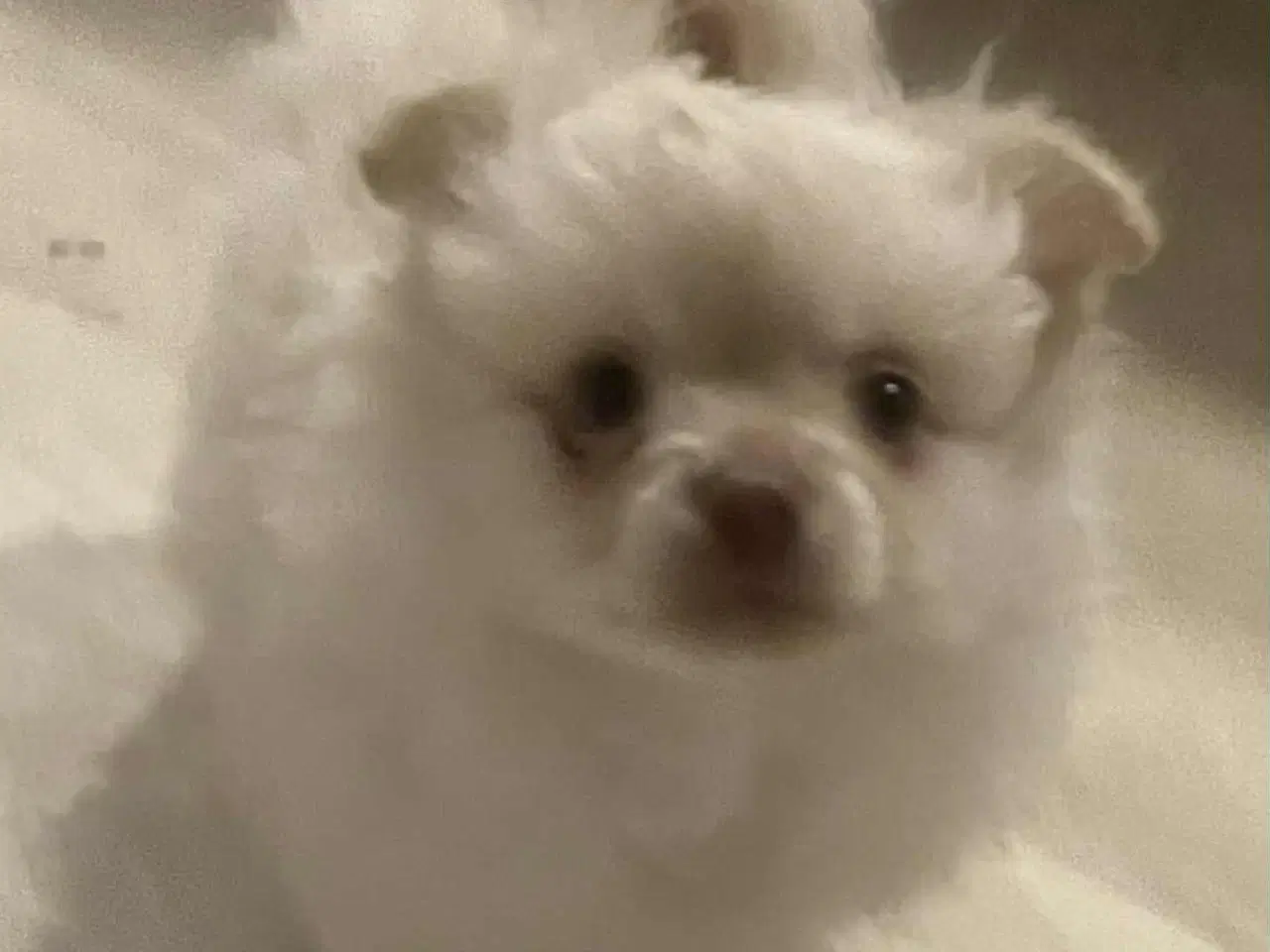 Billede 4 - Chihuahua hvalpe