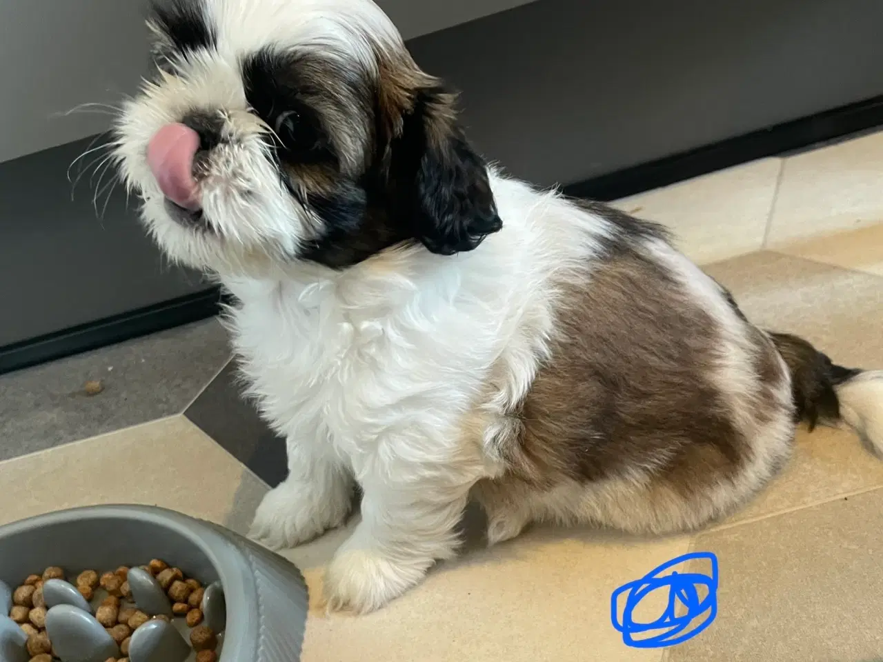 Billede 4 - 4 små Shih Tzu hvalpe mangler nye hjem🐶