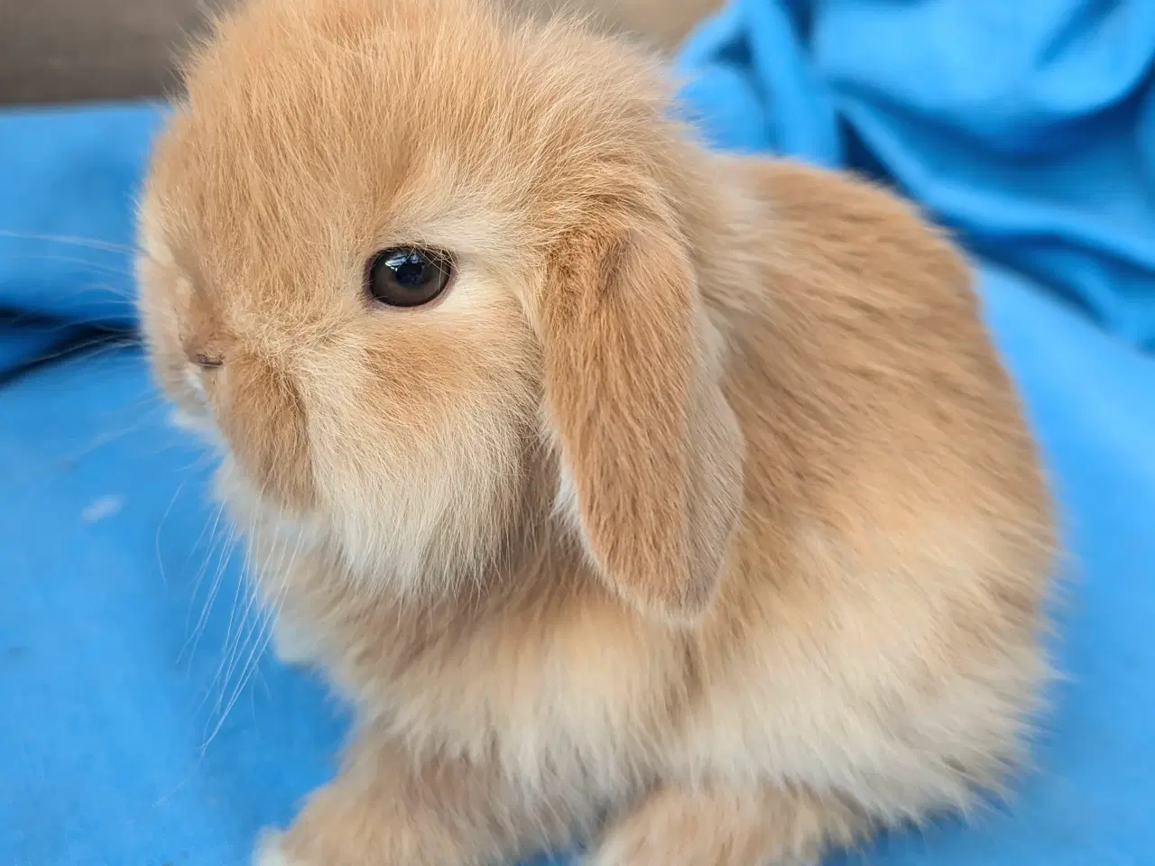 Billede 6 - Minilop kaninunge sælges