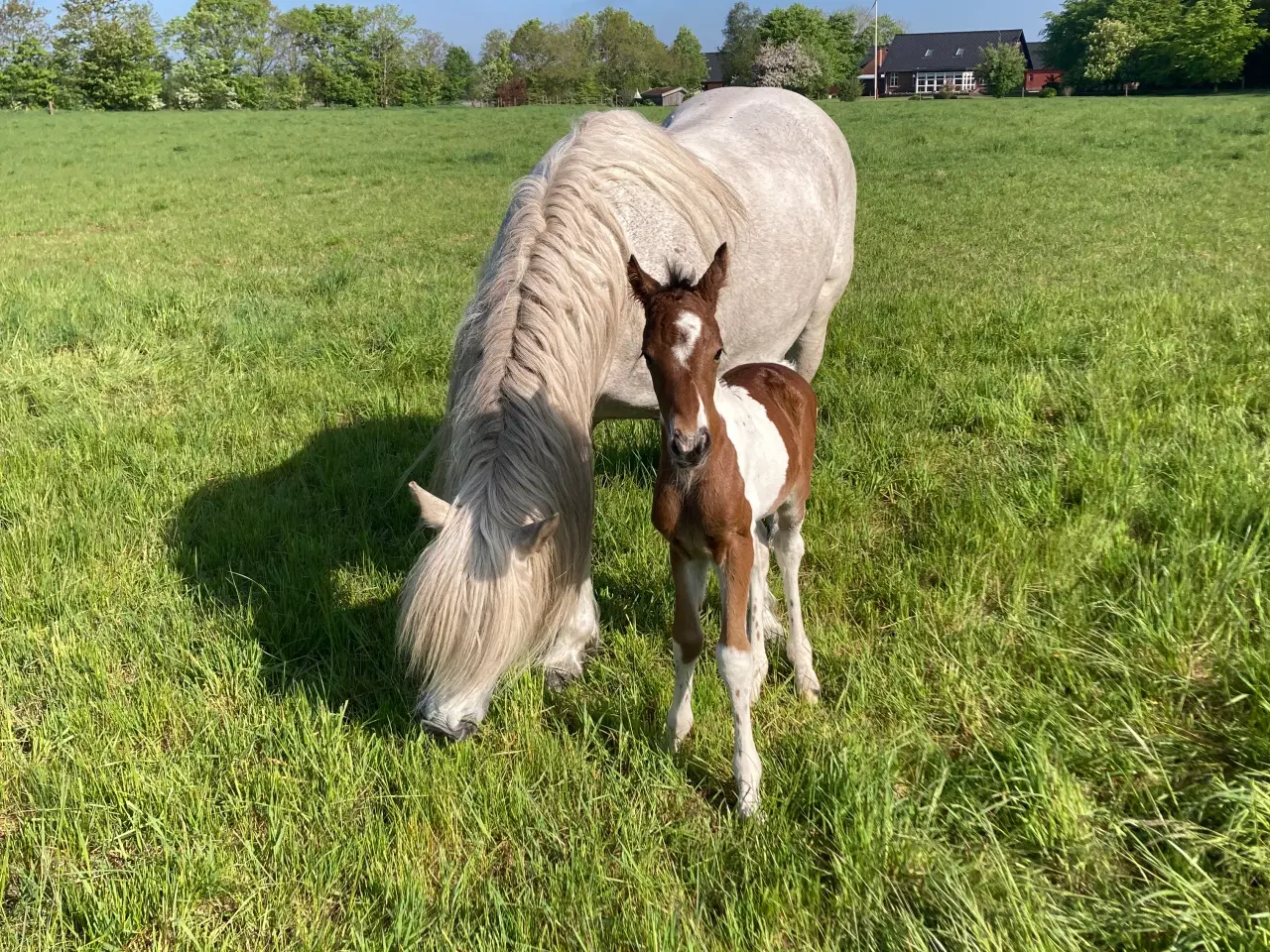 Billede 8 - Hest pinto hoppeplag