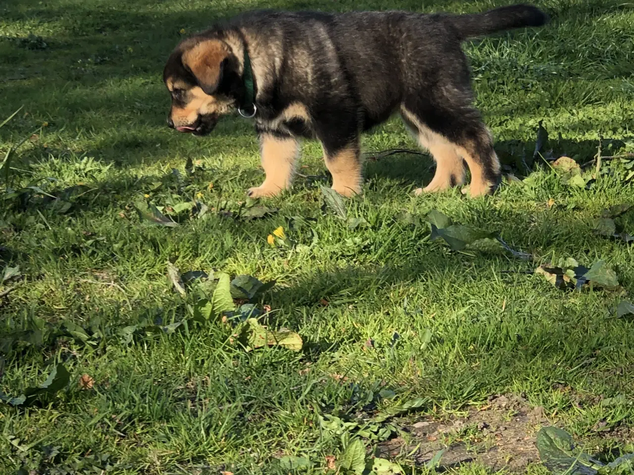 Billede 9 - De smukkeste rottweiler/alaskan malamut hvalpe 