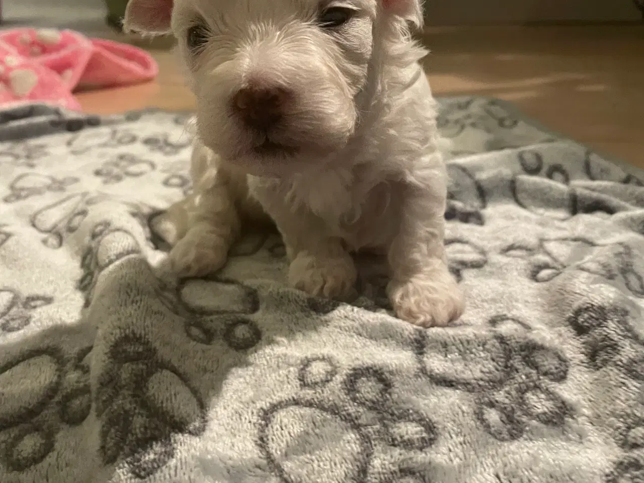 Billede 15 - Malteser hvalpe