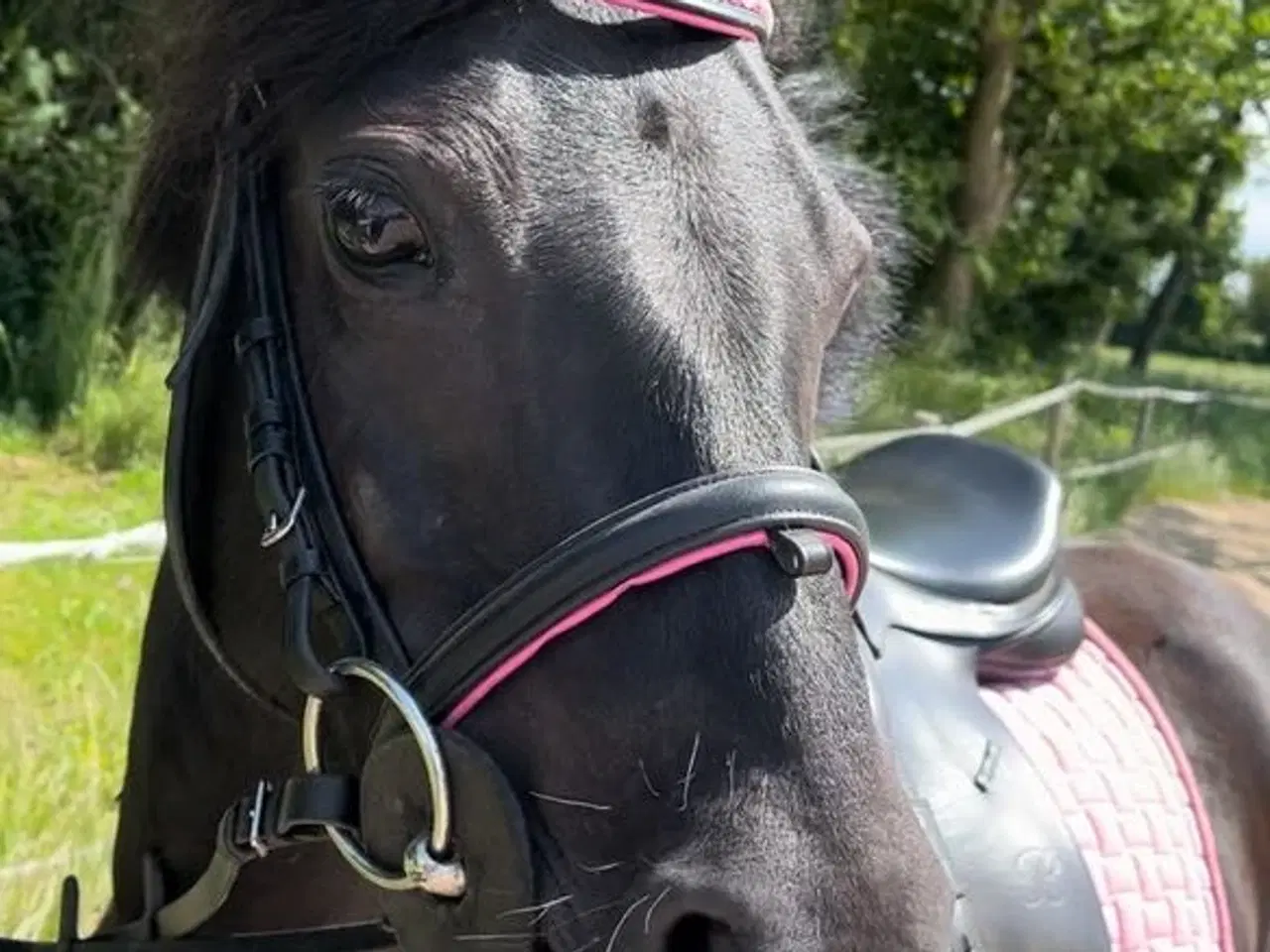Billede 1 - Blandnings pony hoppe 5 år 