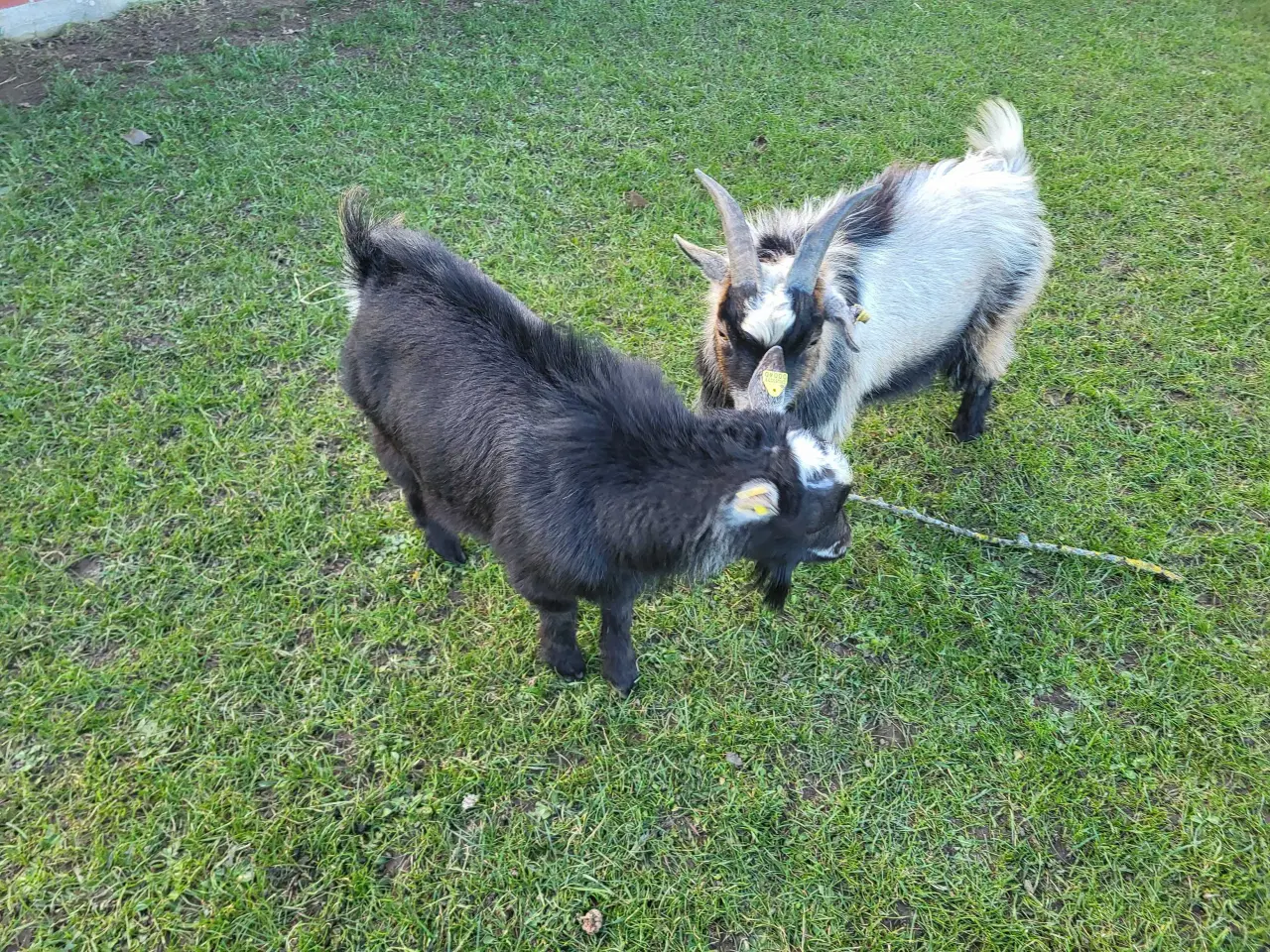 Billede 4 - Små dværggeder