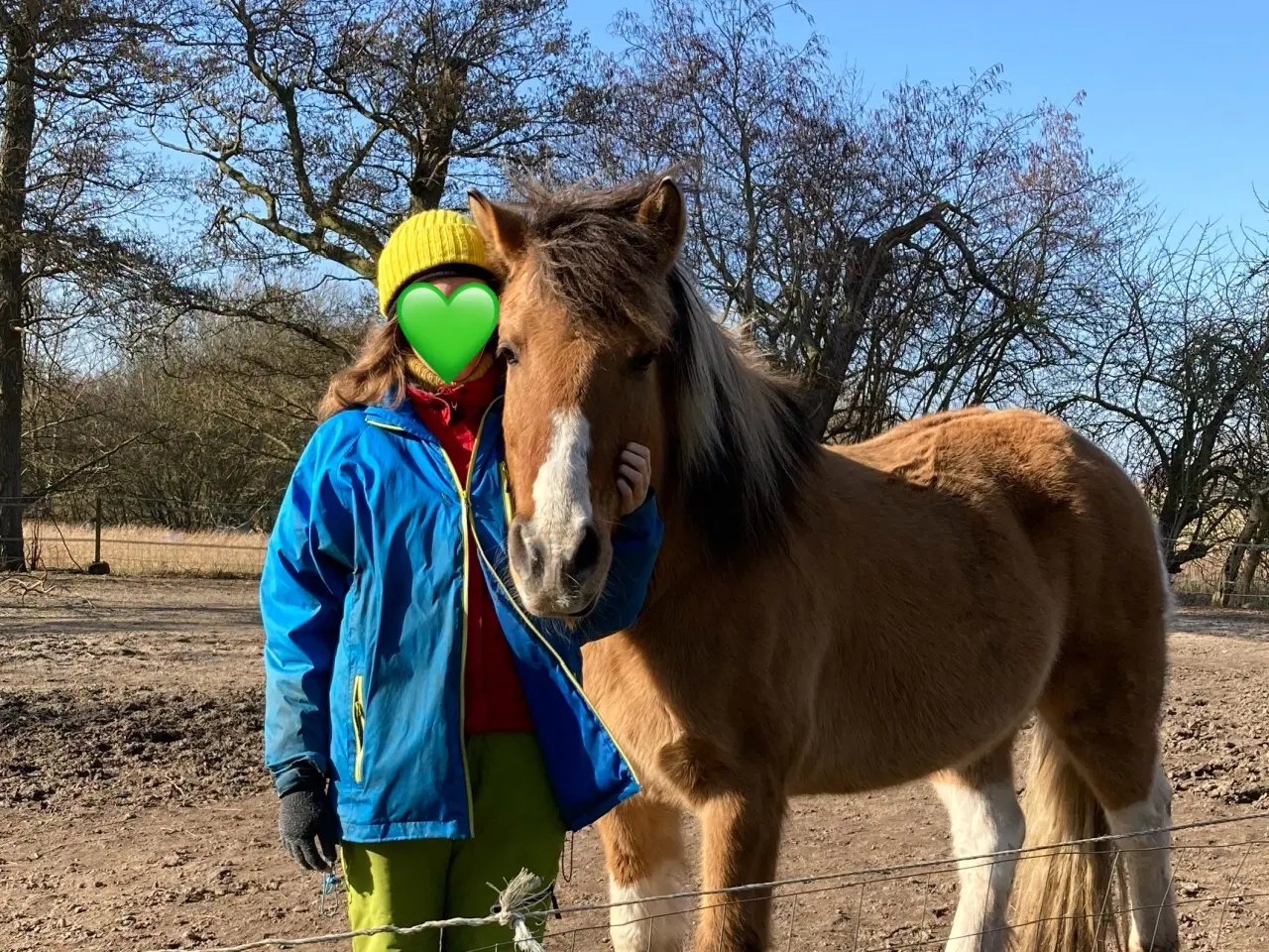 Billede 5 - Pinto/nordbakker blanding 