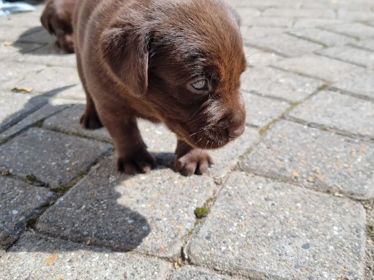 Billede 1 - Brun Labrador gammel slags