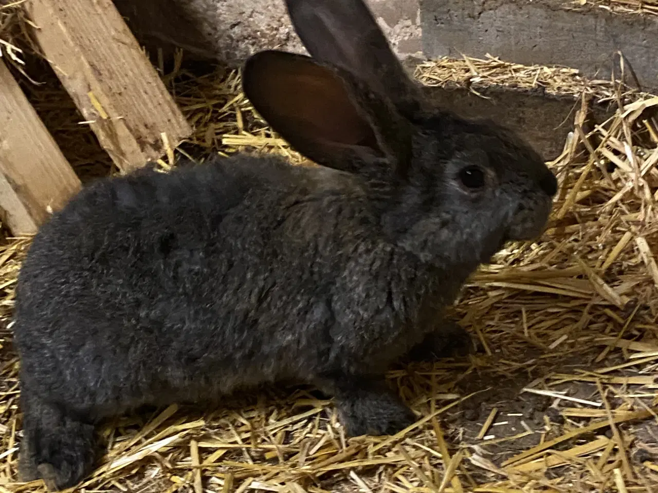 Billede 7 - Belgisk kæmpe - renracet