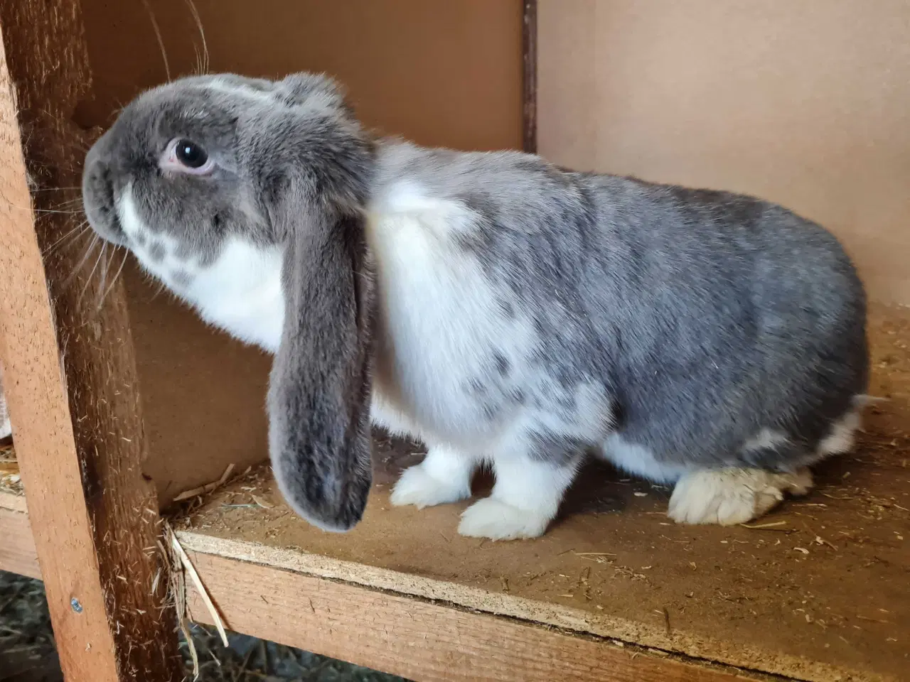 Billede 4 - Fransk vædder pige søger nyt hjem 🐰