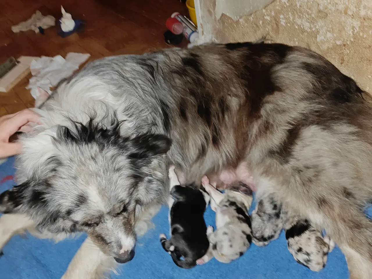 Billede 7 - Sødeste Border collie hvalpe