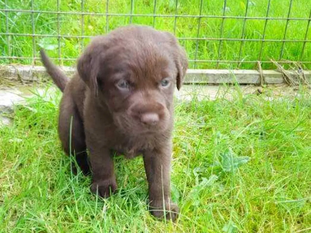 Billede 6 - Labrador hvalpe  