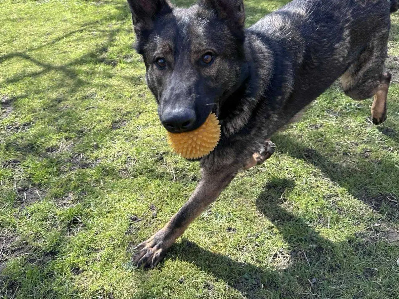 Billede 2 - Sød schæfer han