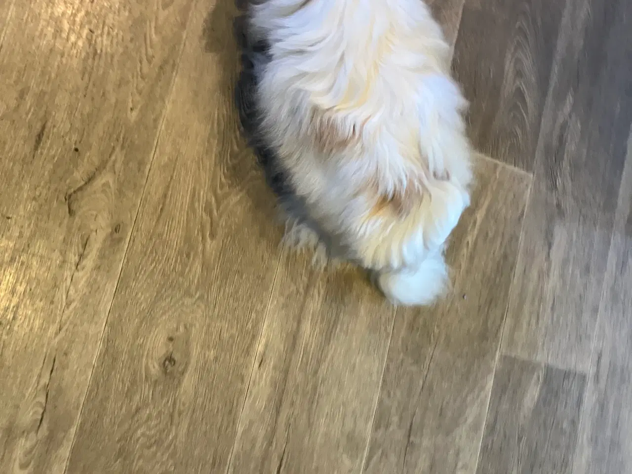 Billede 3 - Tæve. Pomeranian /chihua