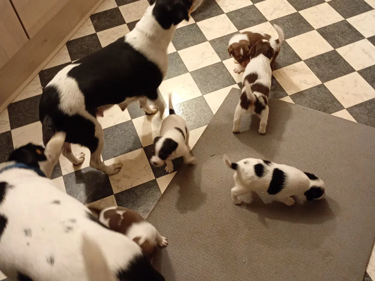 Billede 2 - Dansk Svensk gårdhunde hvalpe sælges