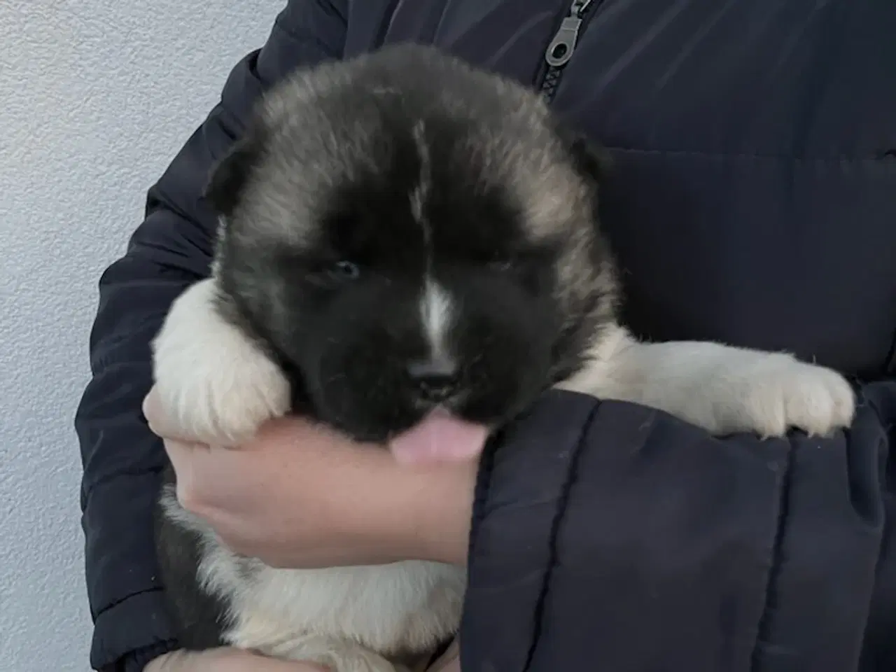 Billede 8 - Hundehvalpe Akita American 