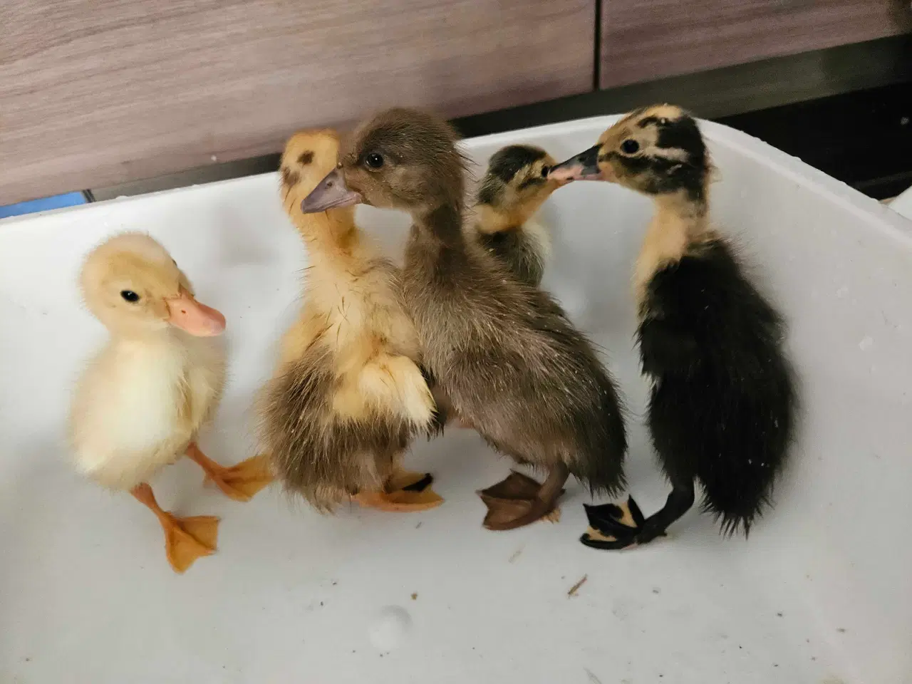 Billede 1 - Ællinger fra løbeænder 