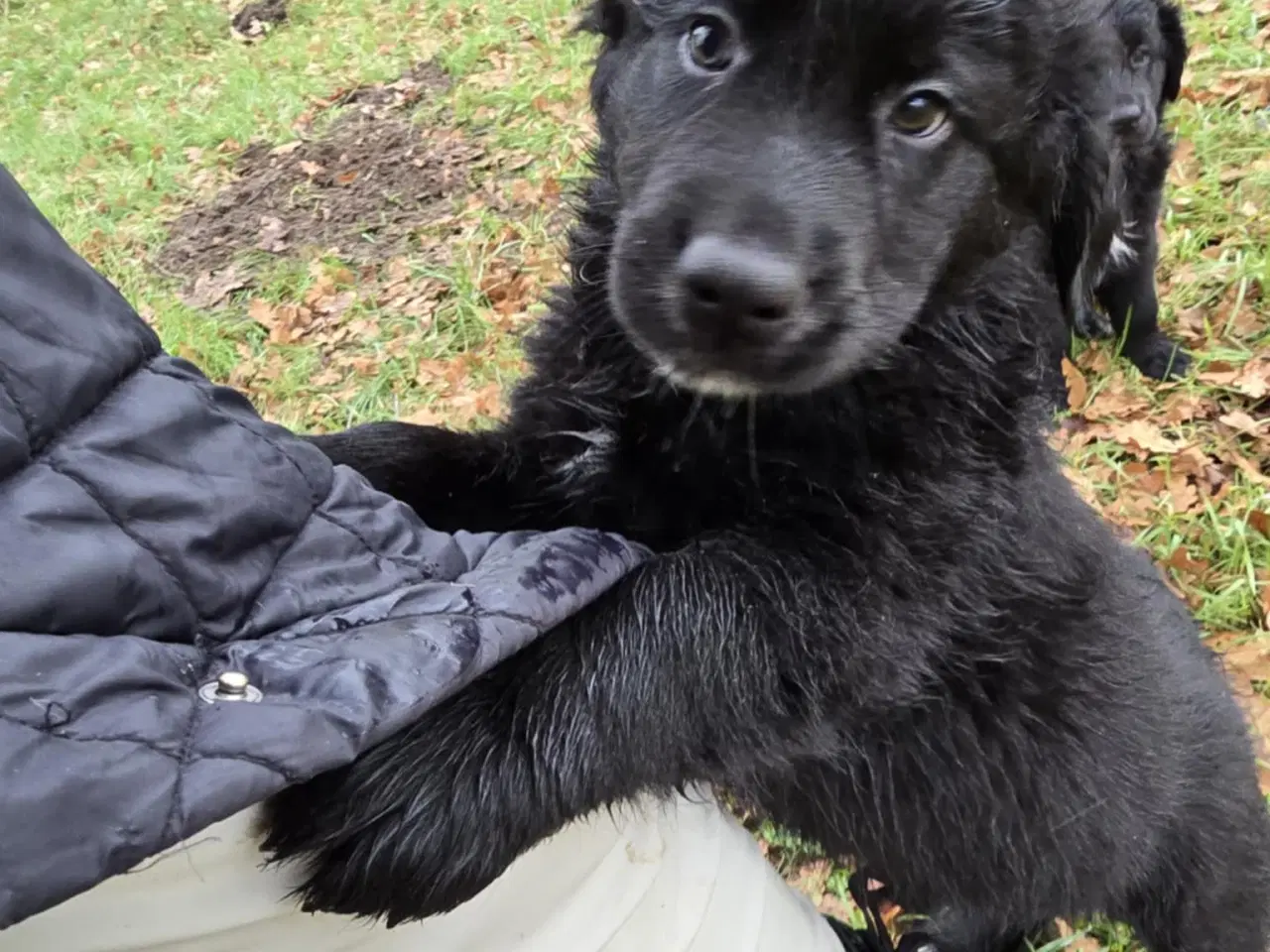 Billede 6 - Golden Retriever blanding hanhund