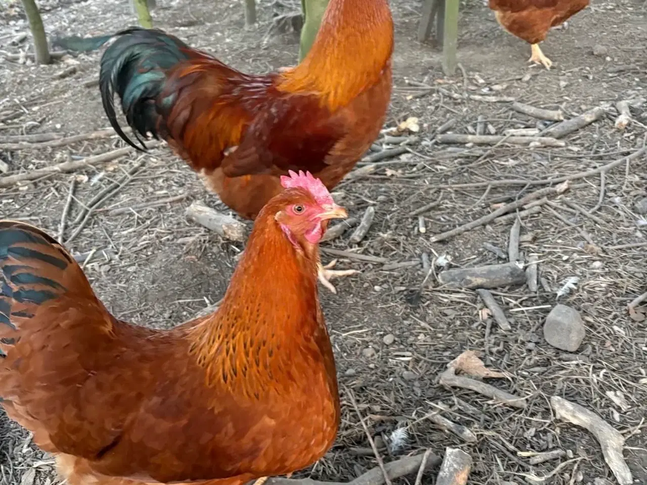 Billede 4 - New Hampshire kyllinger varme fri 8 ure gammel