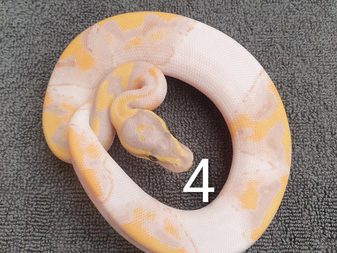 Billede 4 - Kongepython morfer pieds og andet