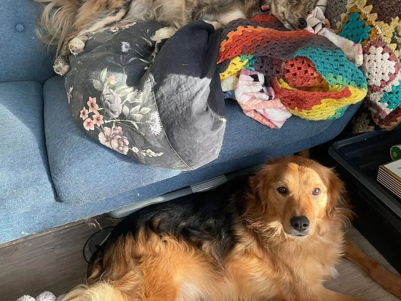 Billede 9 - Frodo søger familie! 🩵