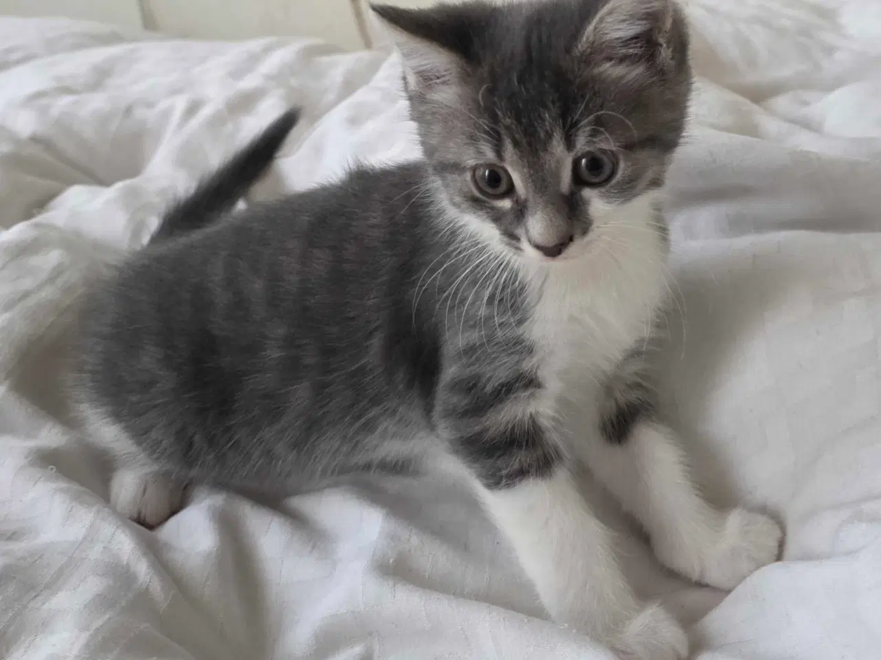 Billede 4 - Søde og kælne blandingskillinger