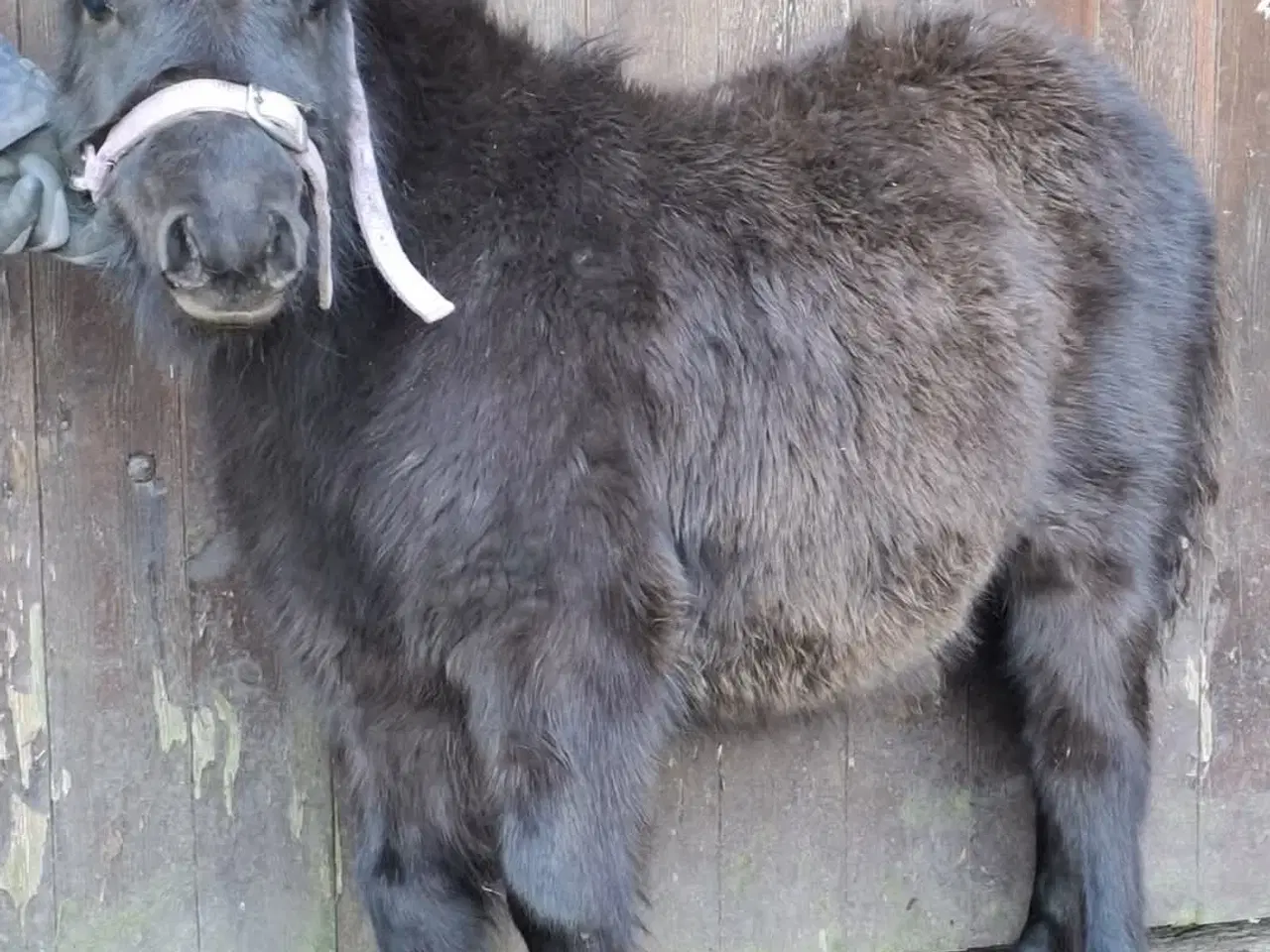 Billede 2 - Lækker miniature hoppeføl