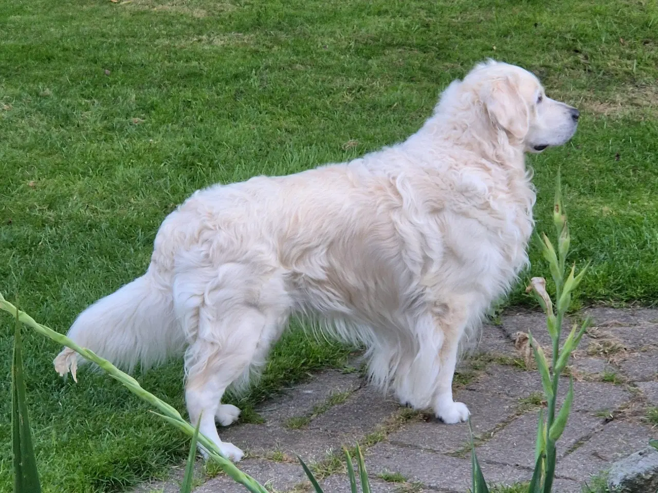 Billede 7 - Golden retriever han hvalp. "Hannibal"