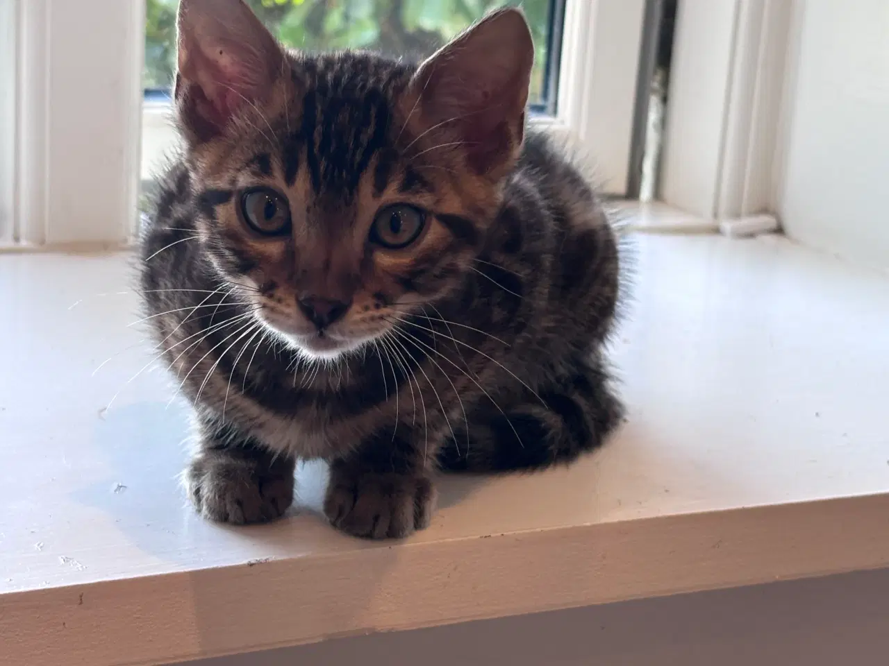Billede 1 - Bengal dreng 