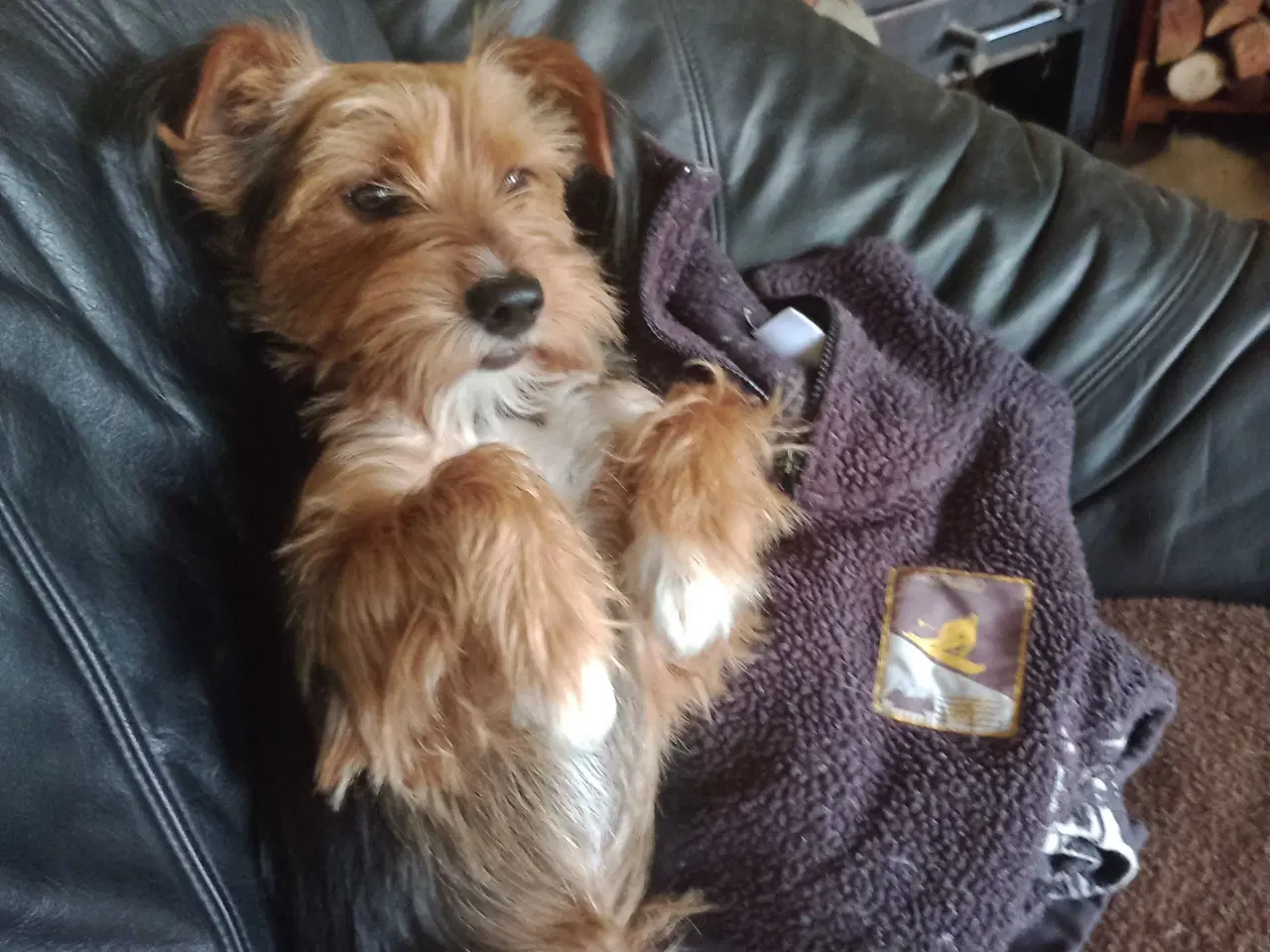 Billede 11 - Yorkshire Terrier hvalpe 