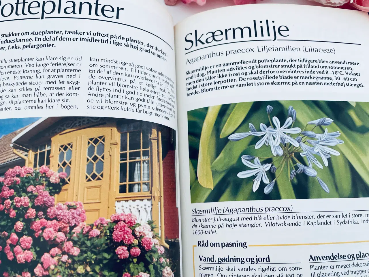 Billede 12 - Alt om stueplanter 