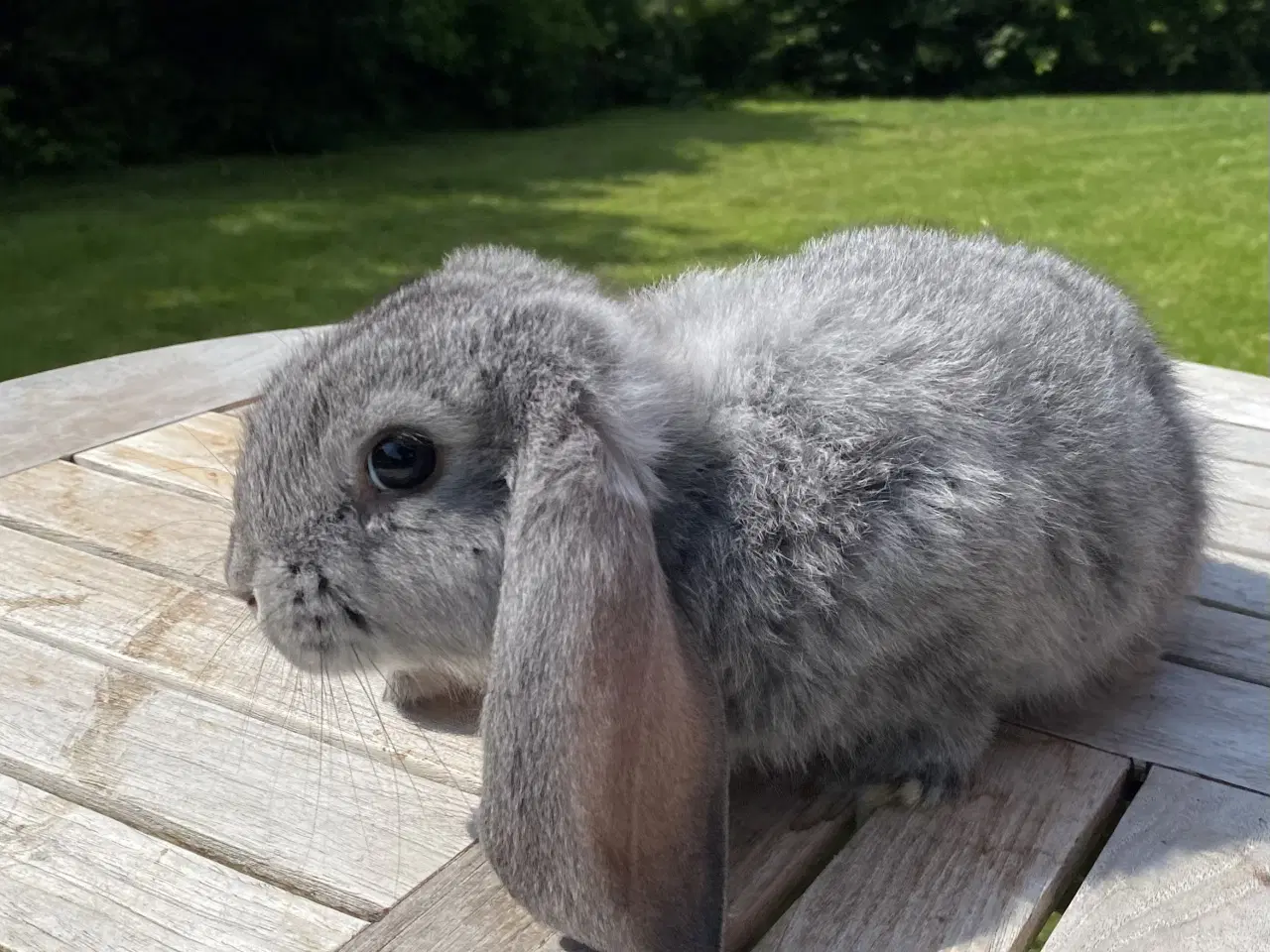 Billede 4 - FRANSK VÆDDER HAN CHINCHILLA