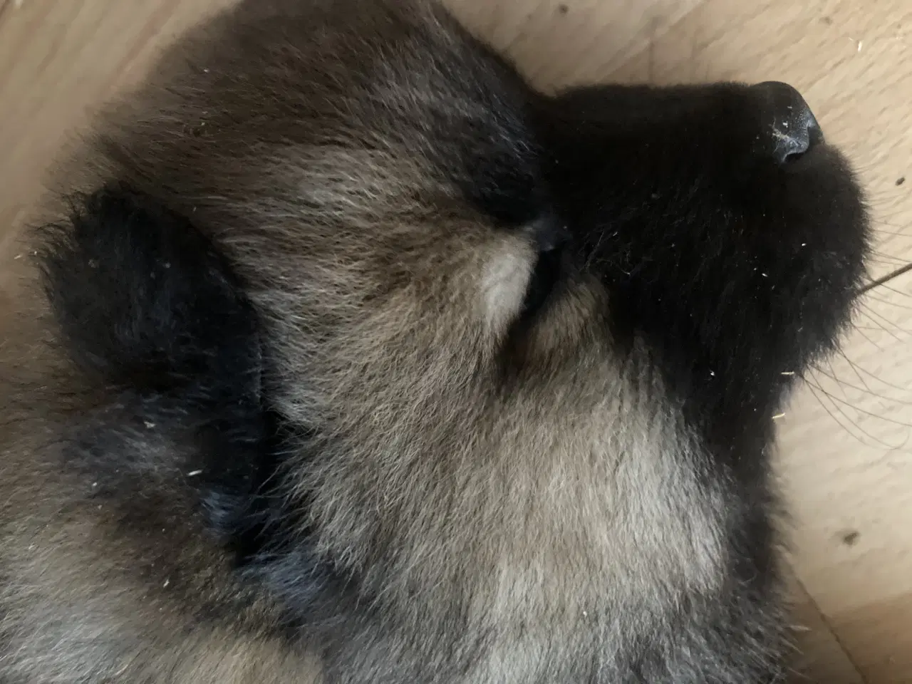 Billede 3 - Chow Chow blandinger