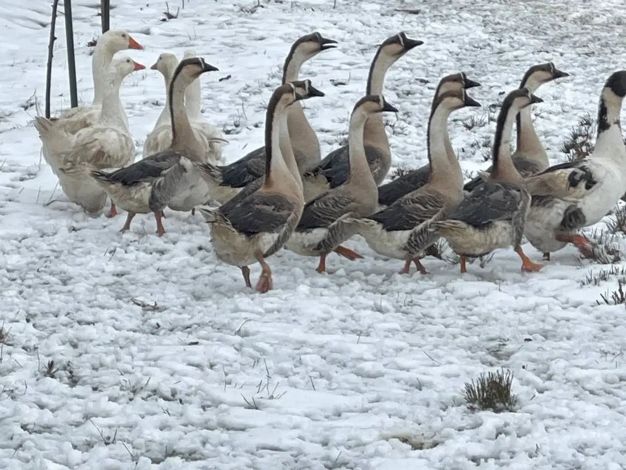 Billede 2 - Et gåseæg til salg i 6818