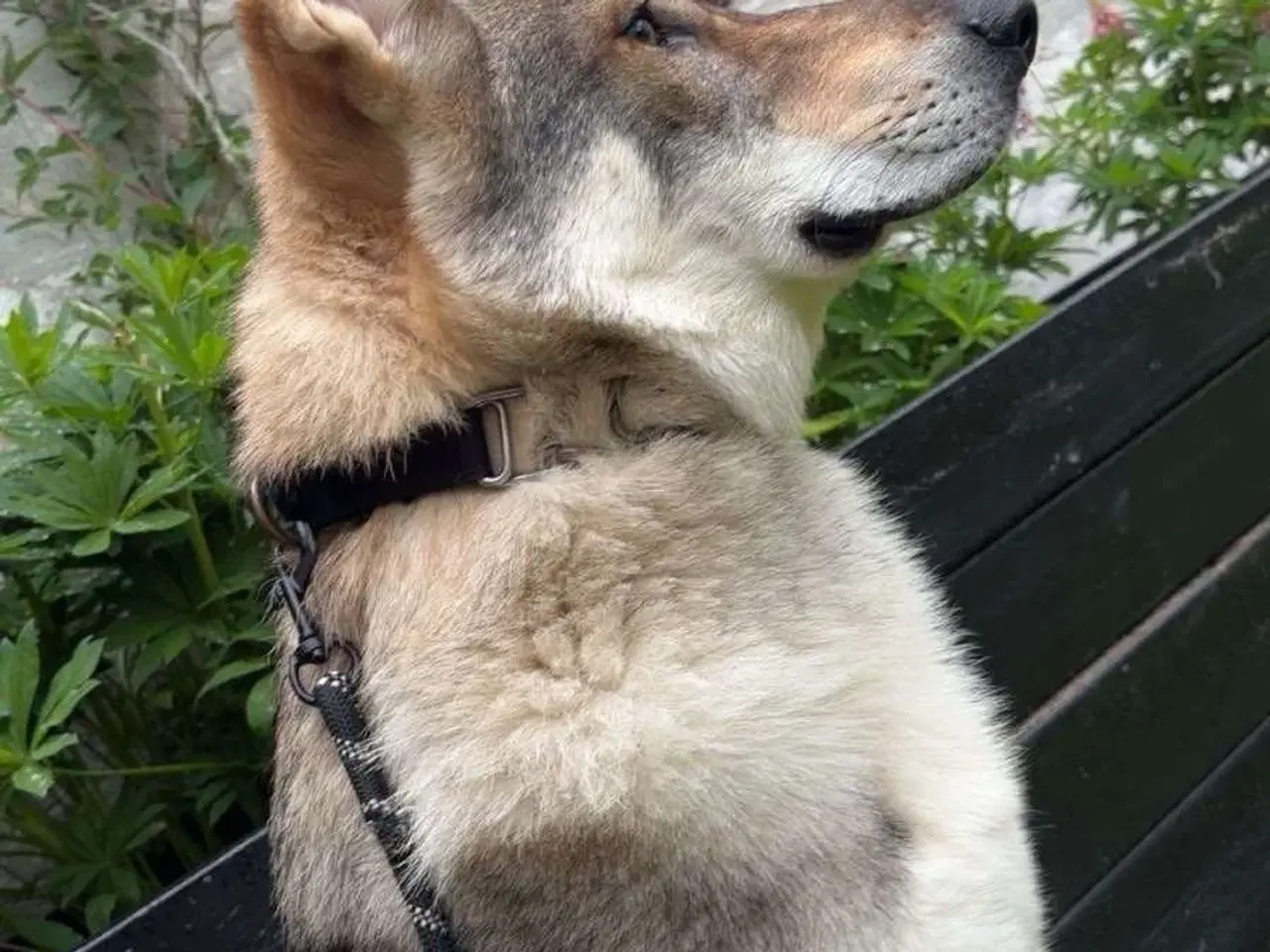 Billede 4 - Hund til salg
