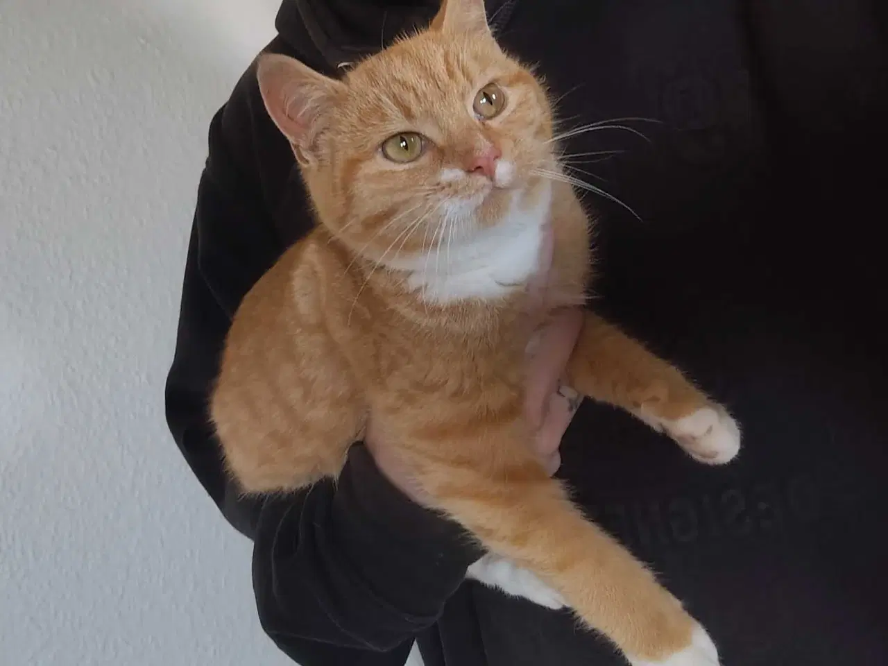 Billede 5 - Rød/Hvid Blandings Hun kat 😺