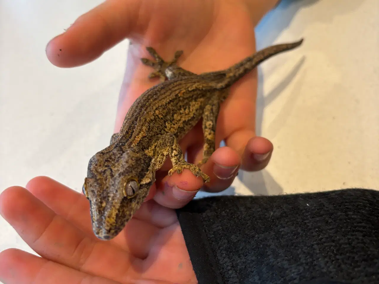 Billede 1 - Gargoyle gecko