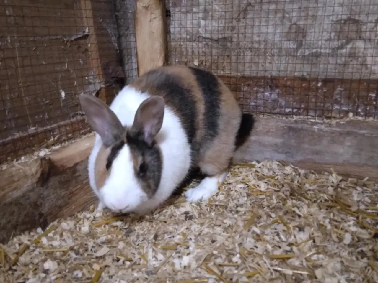 Billede 1 - Hun kanin sælges