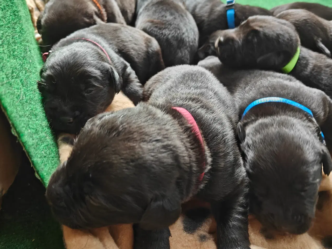 Billede 1 - Labrador hvalpe 