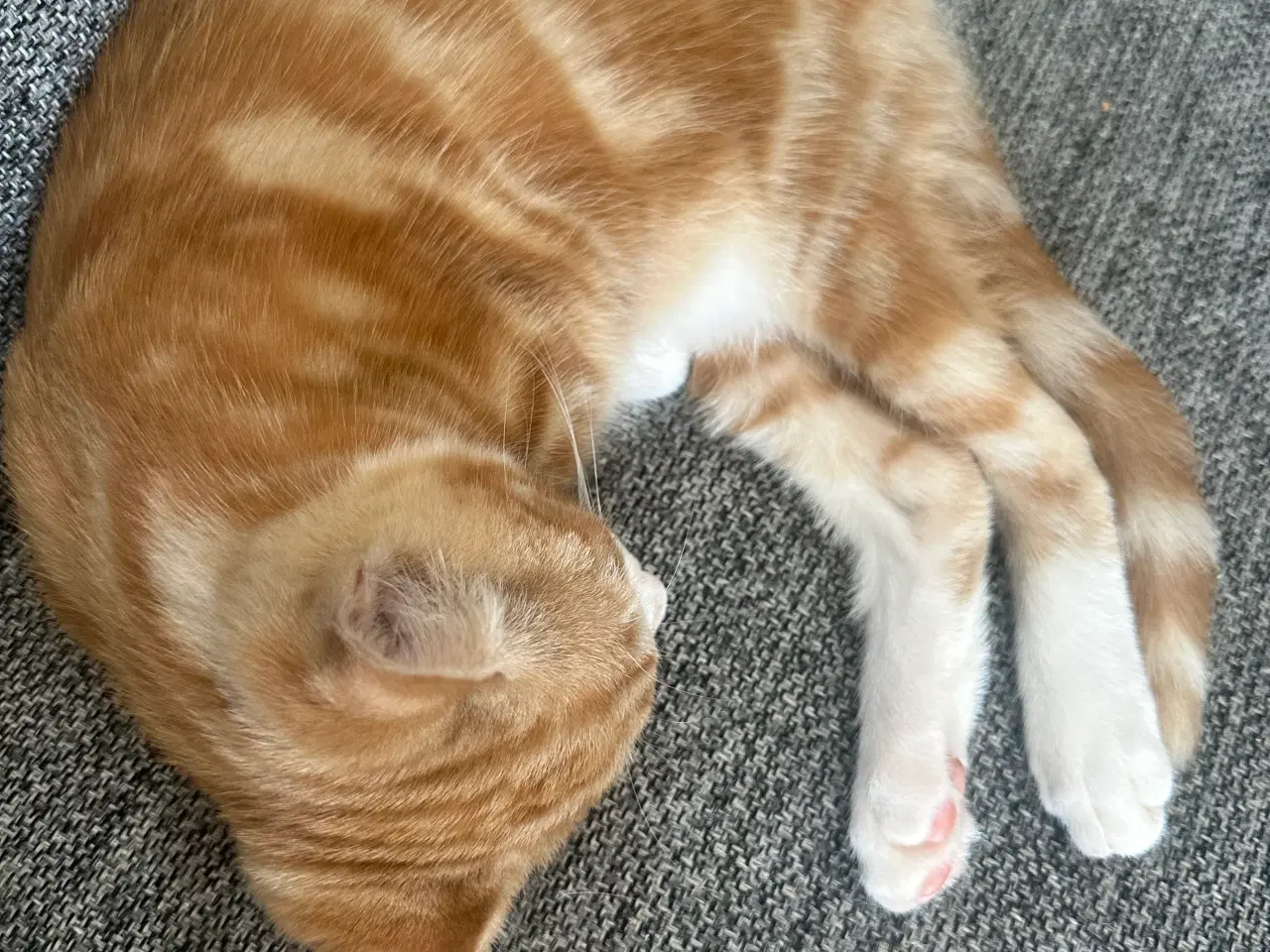 Billede 2 - Sød han killing 