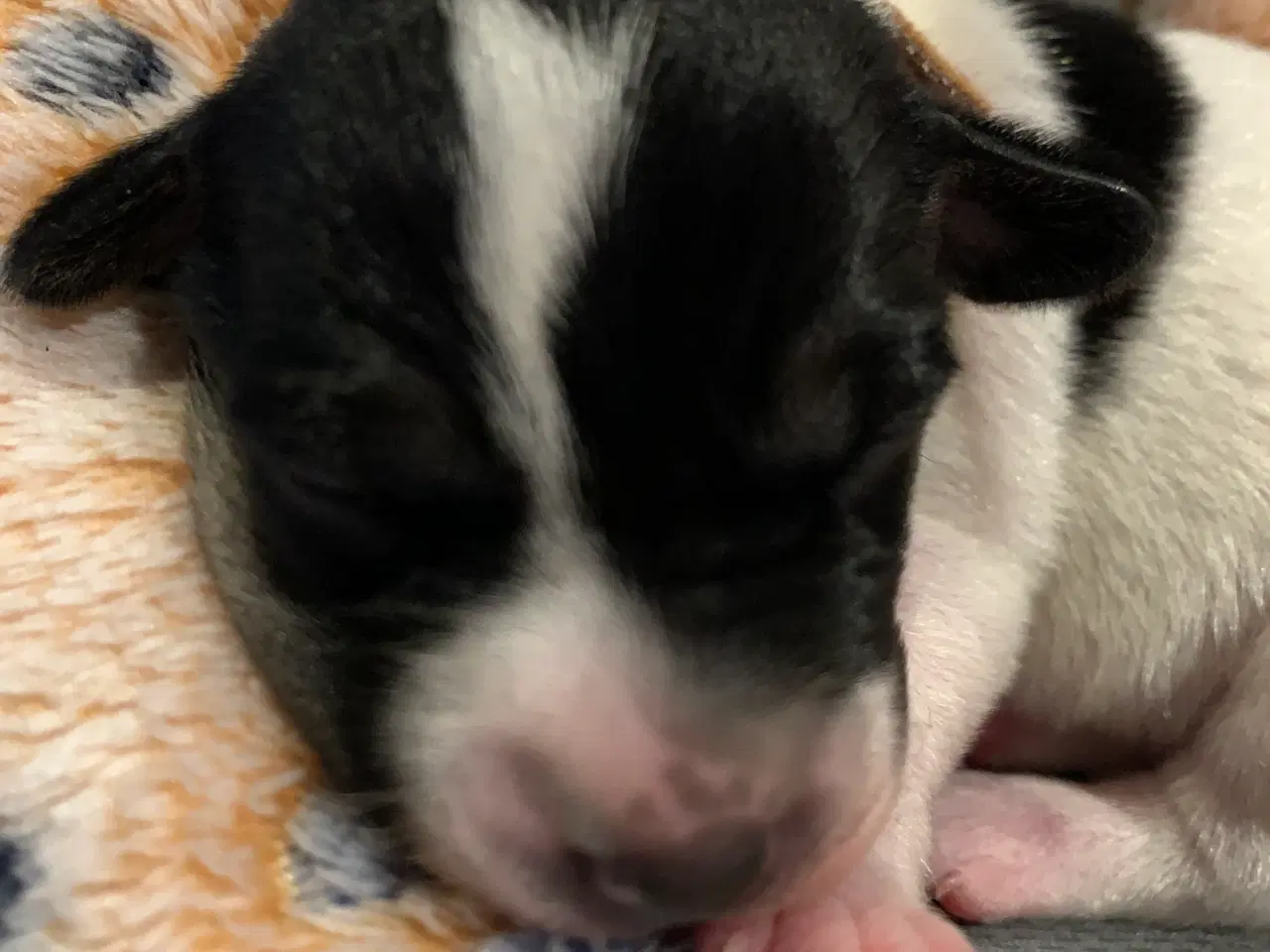 Billede 8 - Dansk svensk gårdhund hvalpe