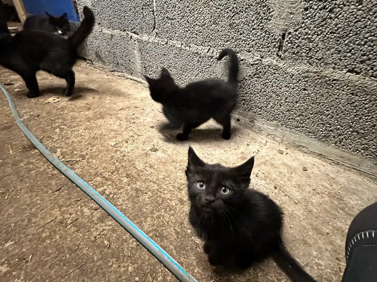 Billede 2 - Kattekillinger søger nye hjem