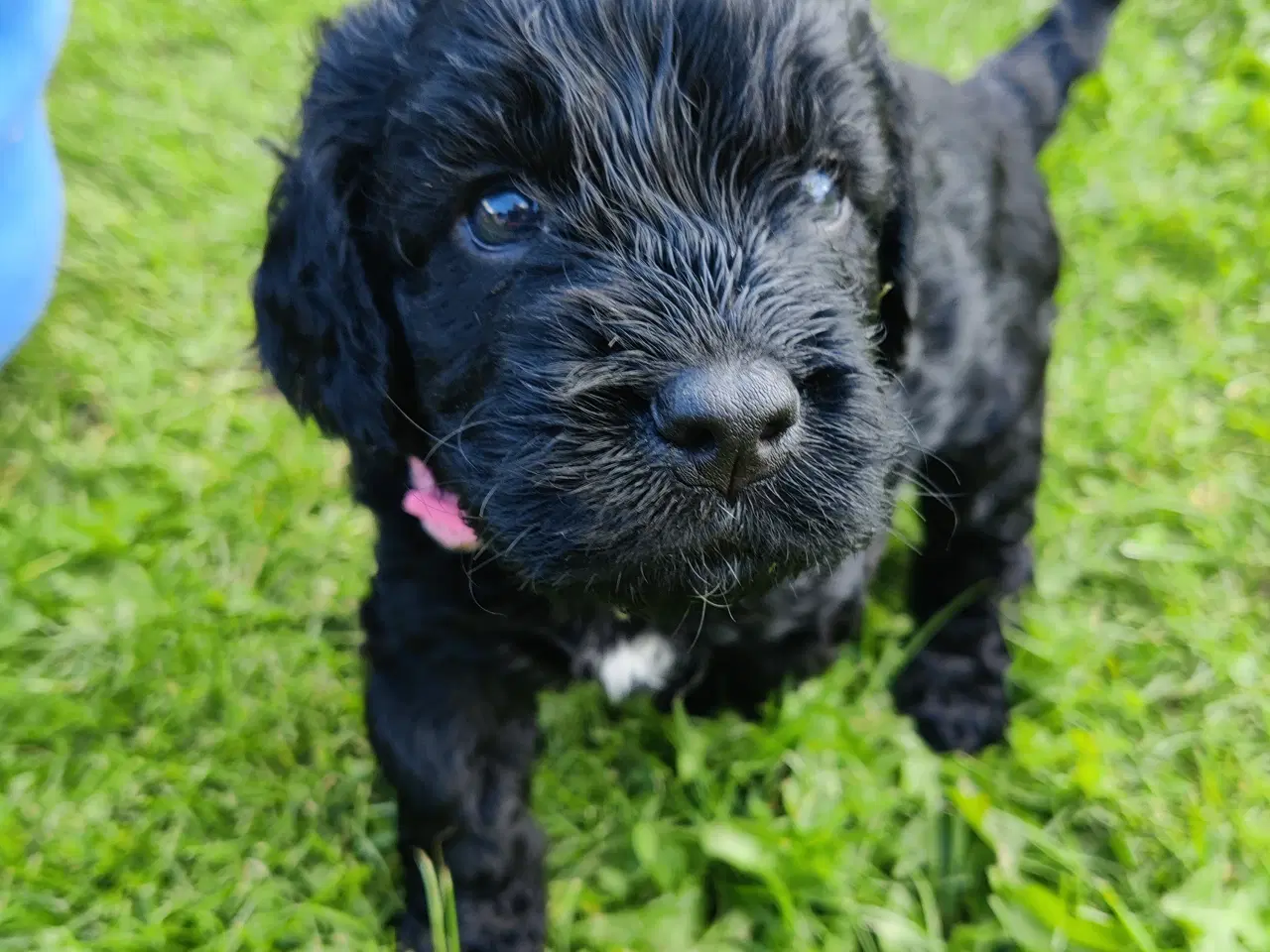 Billede 1 - Cockapoo hvalpe F1