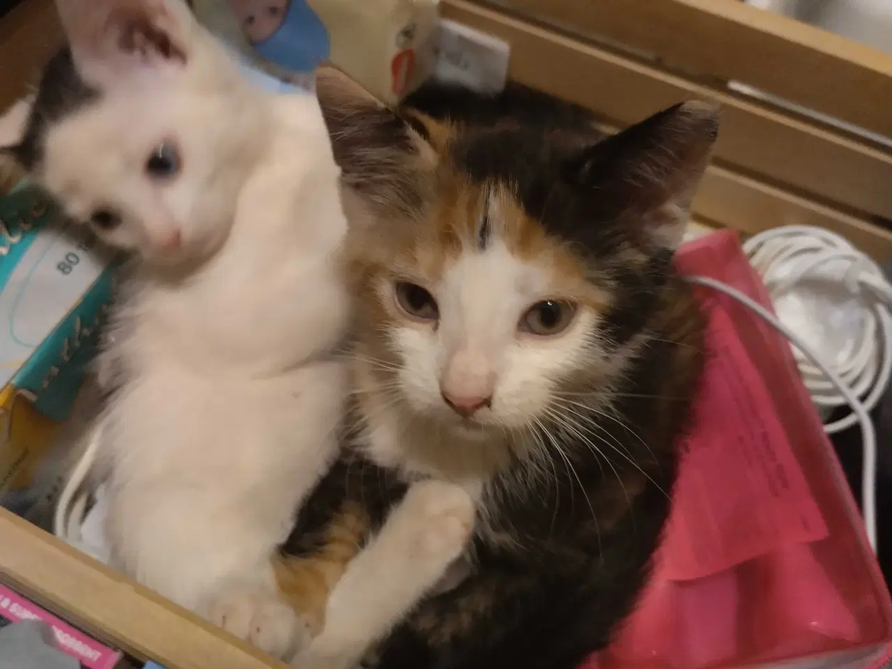 Billede 5 - Kærlige, søde, renlige og legesyge killinger