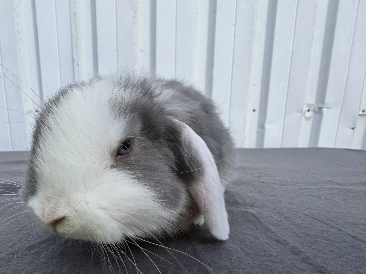 Billede 6 - Dværgvædder han kanin